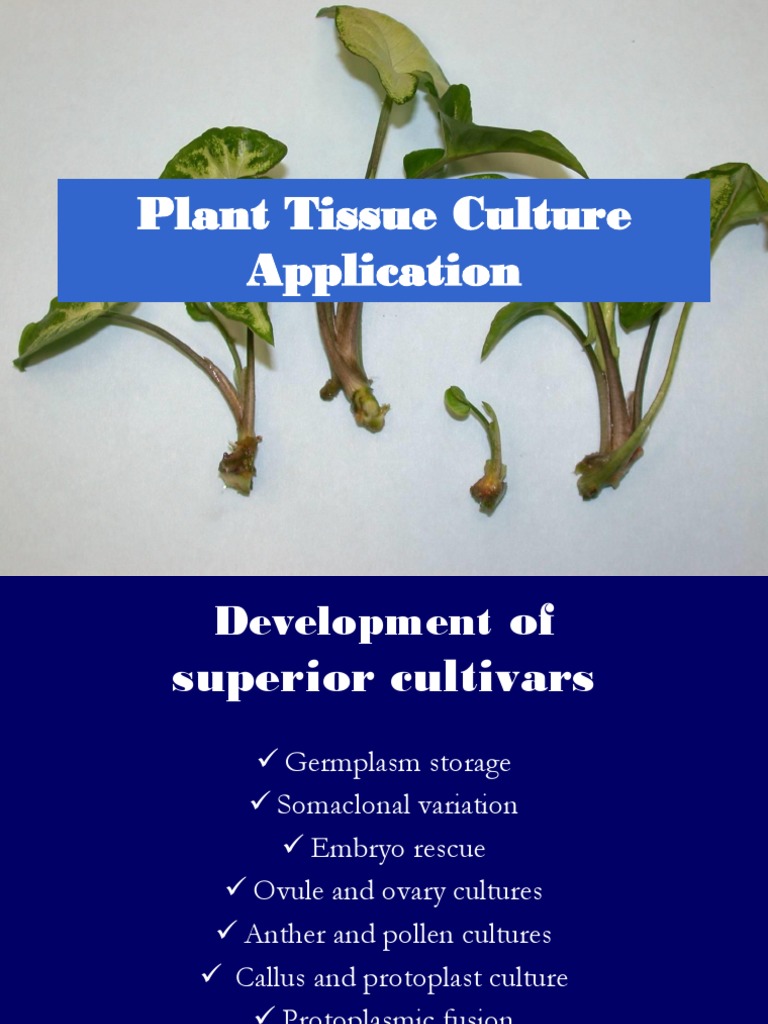 Plant Tissue Culture Techniques and Applications | PDF | Mutation ...