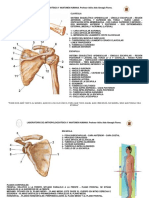 Anatomía de la clavícula y la escápula