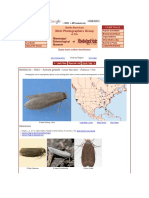 800002.00 - 5623 - Achroia Grisella: Digital Guide To Moth Identification