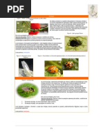 Pragas e Doencas Apiaceas