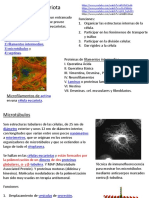 Citoesqueleto y Ciclo Celular