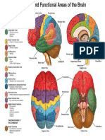 Anatomy and Functional Areas of The Brain