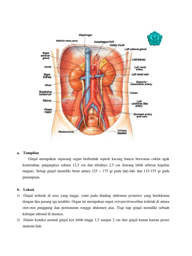 Unduh 6500 Koleksi Gambar Ginjal Kiri Paling Bagus Gratis