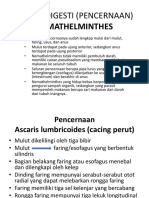 Sistem Digesti Nemathelmintes Dan Nematormopha