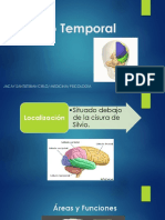 Lóbulo Temporal