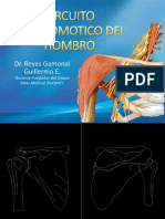 Circuito Anastomotico Del Hombro