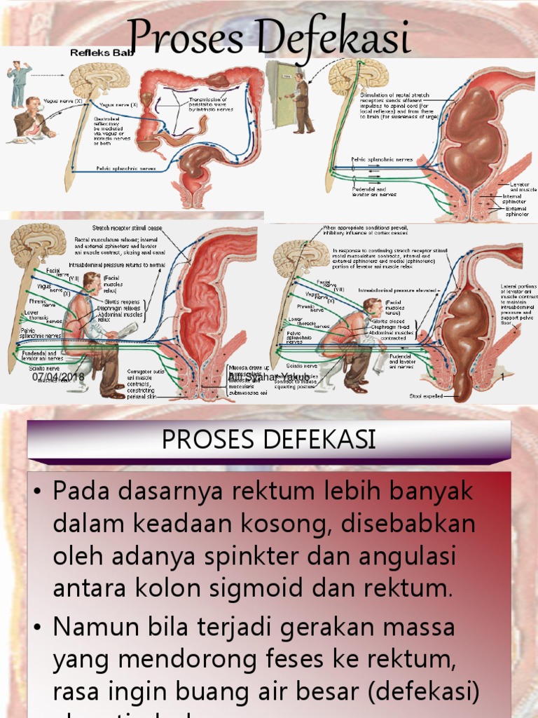 Proses Defekasi | PDF