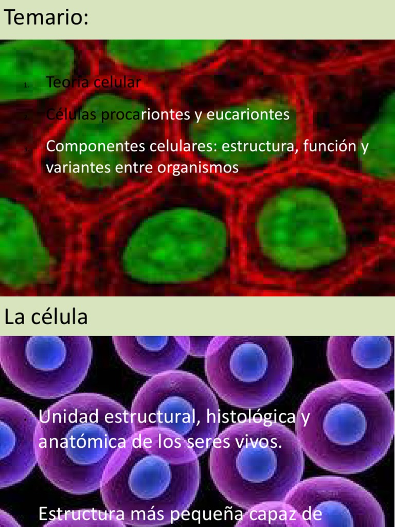 Teoría celular y tipos de células | PDF | Citoplasma | Biología Celular)