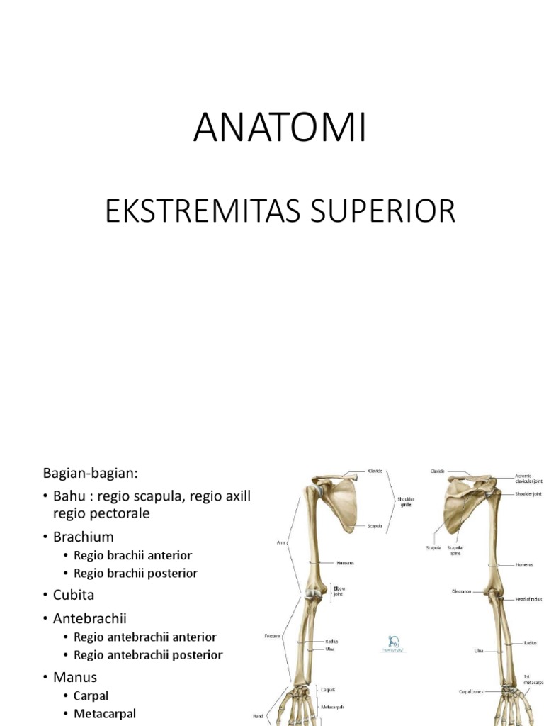 Anatomi Upper Limb Pdf