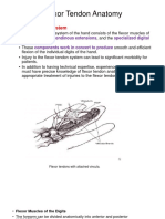 Flexor Tendon Anatomy