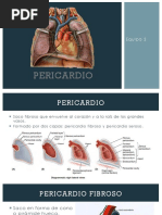 pericardio
