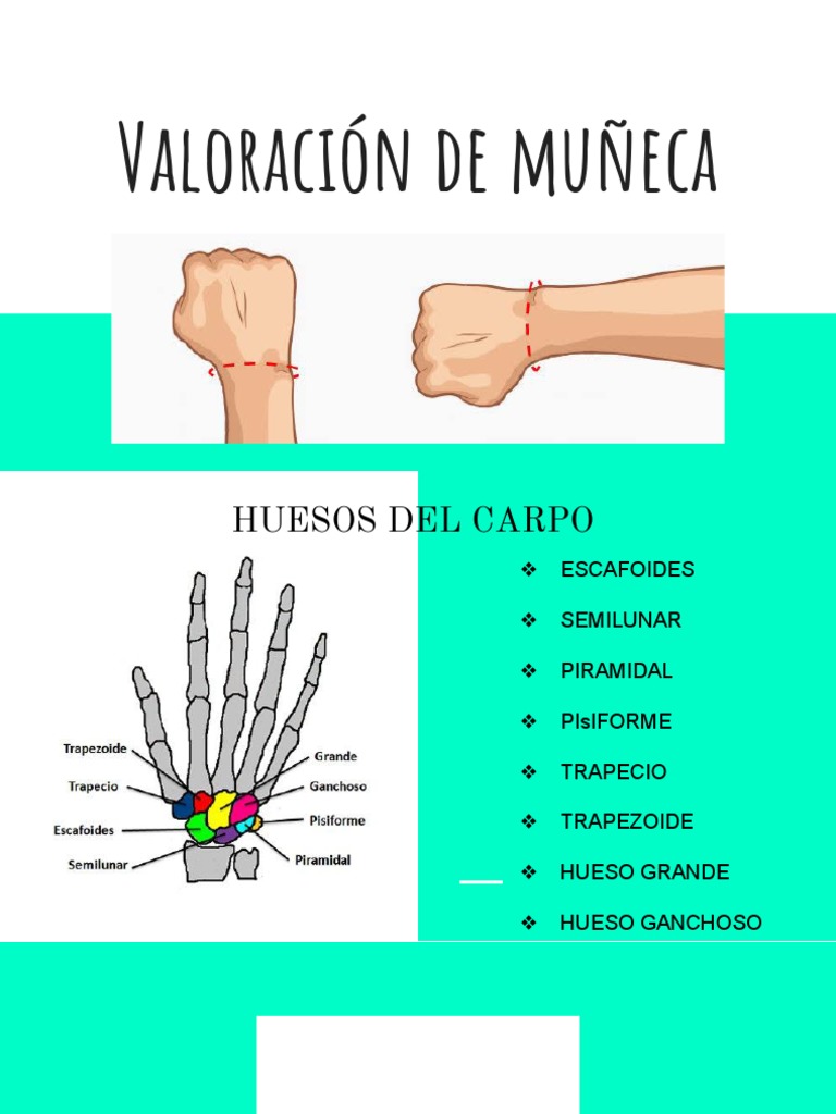 Anatomía y Movimientos de la Muñeca | PDF | Mano | Codo