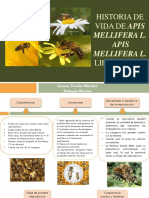 Historia de Vida de Apis Mellifera L