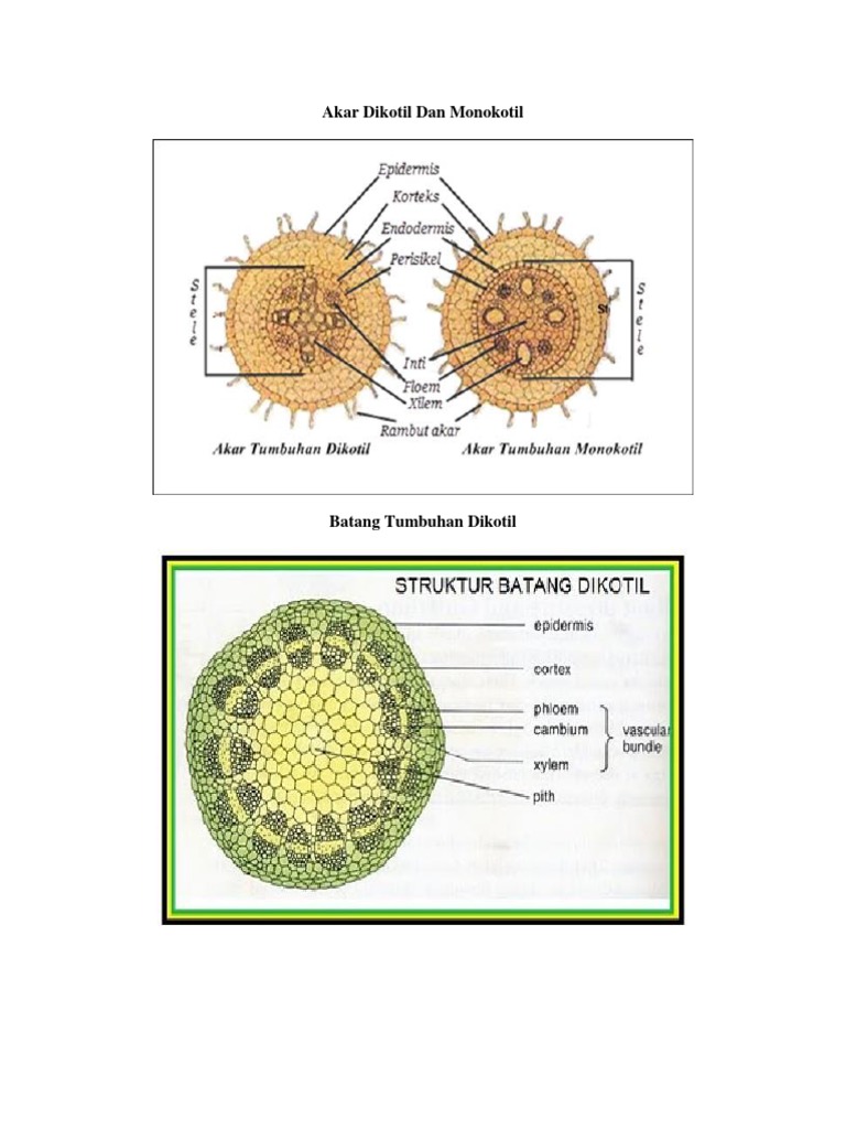 28+ Anatomi Akar Pdf