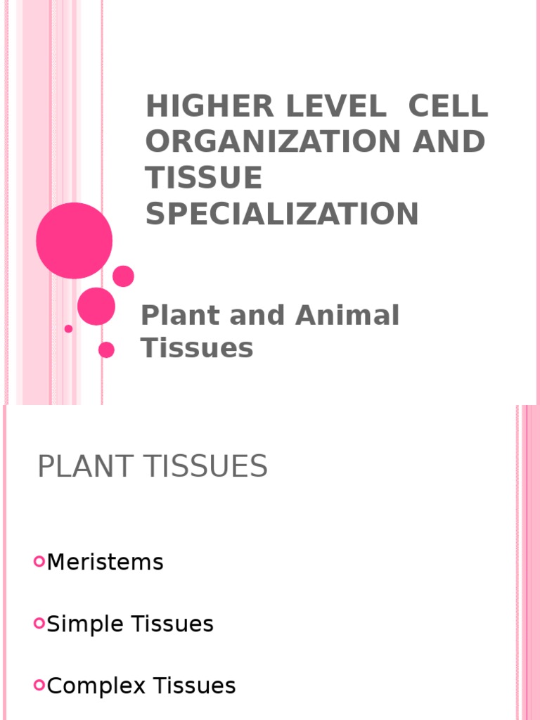 Plant and Animal Tissue Types Explained | PDF | Tissue (Biology ...