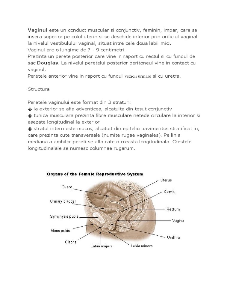 Vagin Ul | PDF