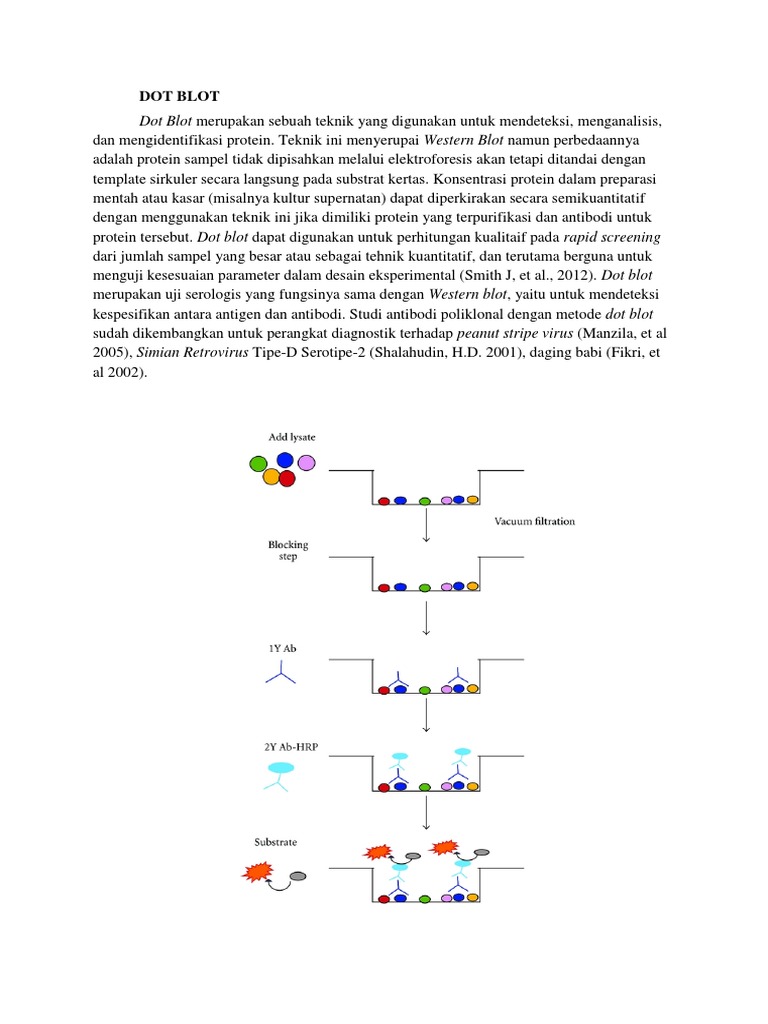 Dot Blot Technique Pdf: Dot Blot Protocol – CRHM