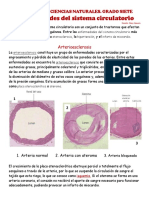 Enfermedades Del Sistema Circulatorio Lectura