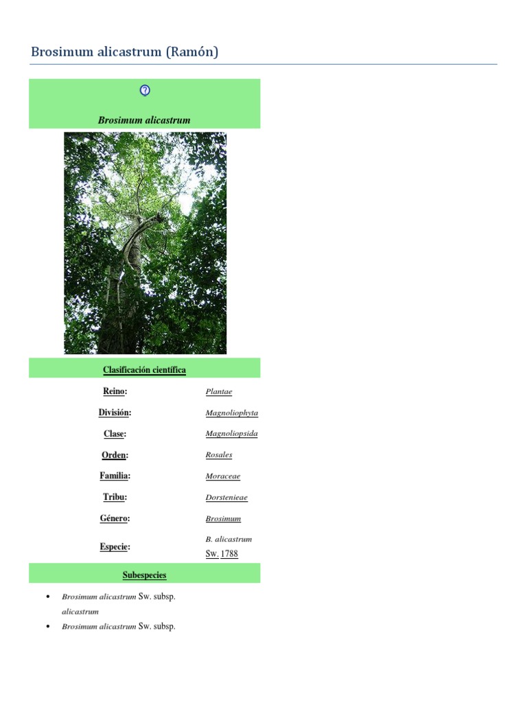 Brosimum alicastrum: El árbol Ramón | PDF | Plantas comestibles | Alimentos