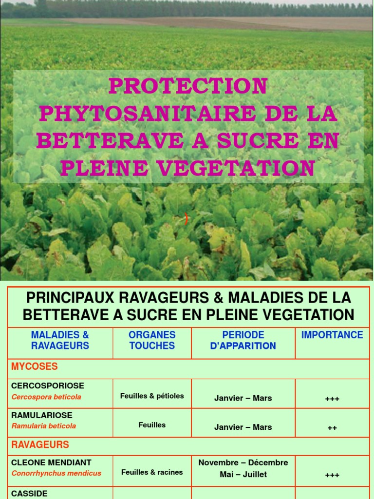 Maladies et ravageurs de la betterave | PDF | Larve | Betterave sucrière