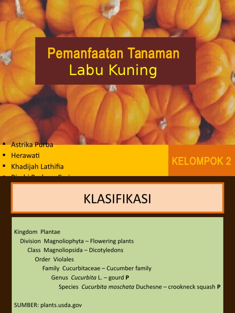 Pemanfaatan Labu Kuning Edit | PDF