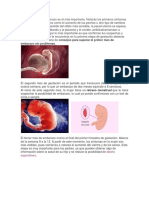 Primeros meses embarazo: cambios y síntomas