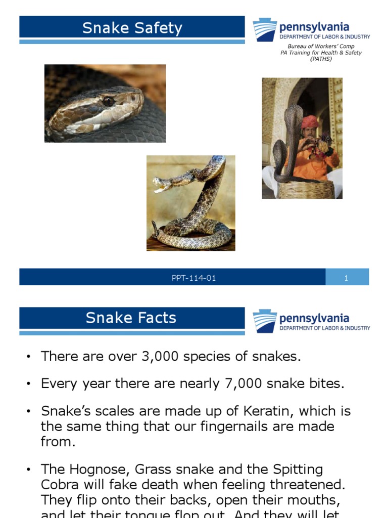 Snake Safety and First Aid Guide | PDF | Snake | Predators