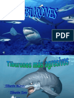Trabjo tiburones1