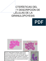 Algunas Células Granulopoyesis