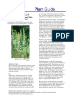 Artemisia Ludoviciana PDF