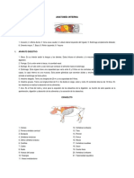 Anatomia Del Cerdo