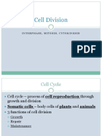 Block 2 - Mitosis C