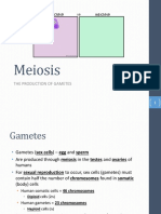 block 2 - meiosis  c 