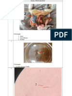 Laporan Sementara Katak Reproduksi