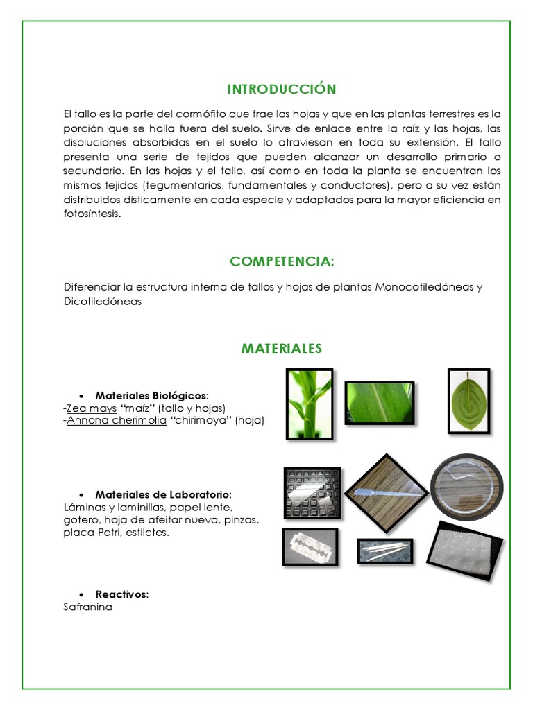 Estructura Interna del Tallo en Plantas | PDF | Tallo de la planta | Hoja