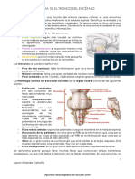 El tronco del encéfalo: estructura y funciones clave