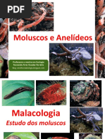 Aula BIO - Zoologia_Moluscos e Anelídeos