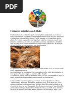 El Silicio vegetal 2.docx