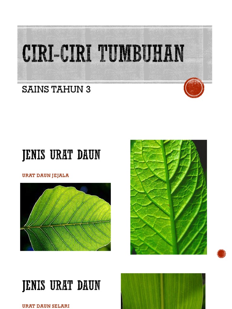 Ciri Ciri Tumbuhan Pdf