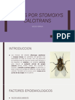 Miasis Por Stomoxys Calcitrans