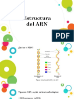 Estructura Del ARN