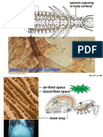 Insect Tracheal System: Fig. 39-7, P. 685