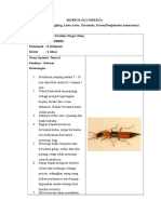 Morfologi Insecta 1