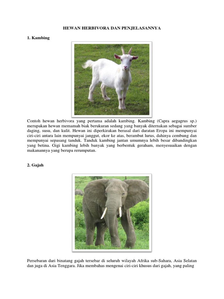 Download 66 Gambar Hewan Gajah Dan Penjelasannya  Gratis HD