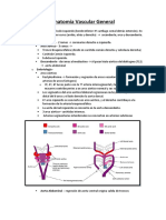 Anatomía Vascular General