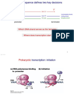 BIO Genetics Transcription