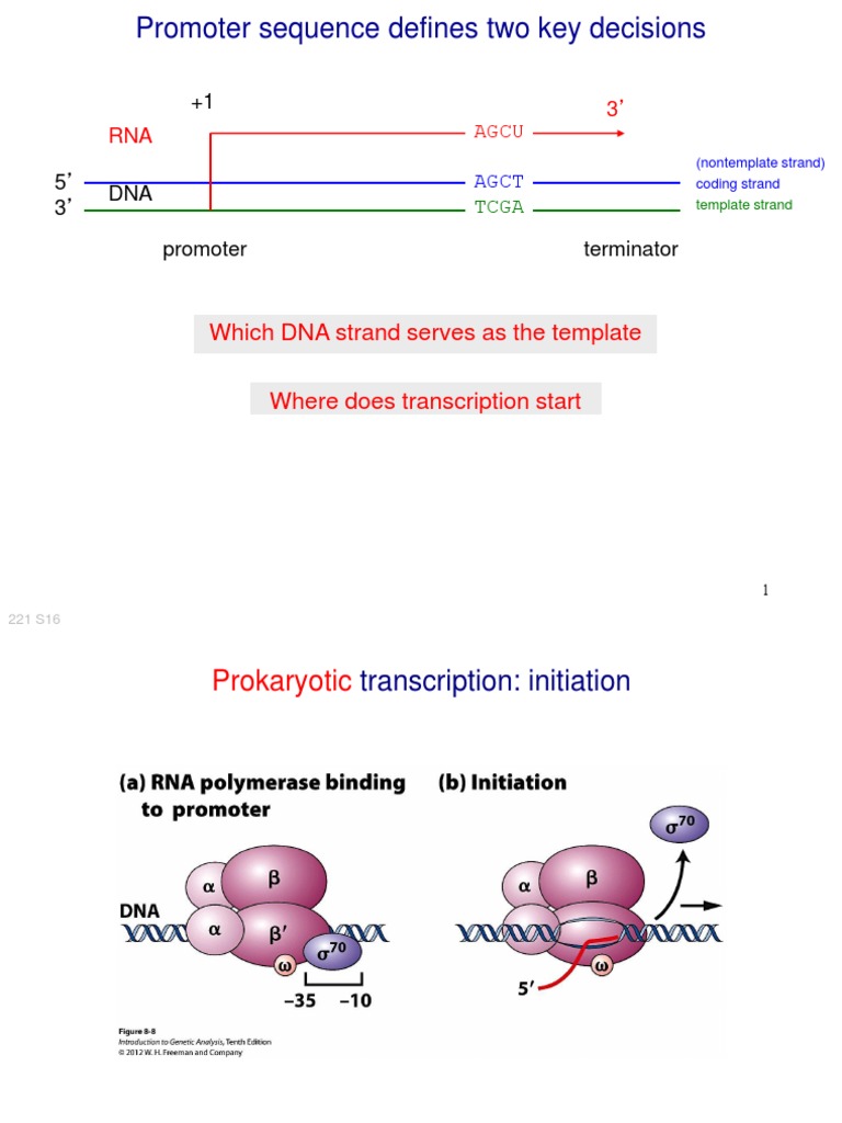Prokaryotic Transcription in E. coli | PDF | Promoter (Genetics) | Dna