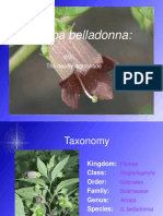 Atropa Belladonna The Deadly Nightshade Taxonomy Kingdom Plantae Class