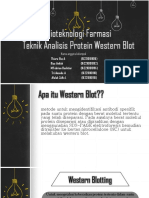 Western Blot