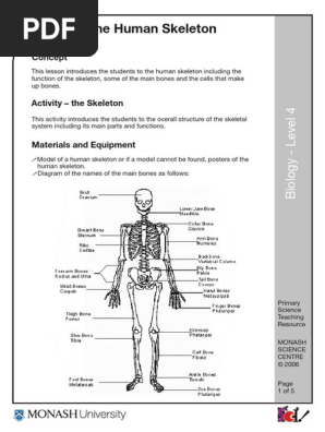 skeleton 1.pdf